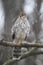 Juvenile Cooper\\\'s Hawk on Tree Branch 8 - Accipiter cooperii