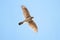Juvenile Coopers Hawk In Flight