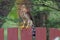 Juvenile Coopers Hawk on Red Fence Trees Clear Hawk Bird of Prey Photo