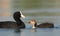 Juvenile coot