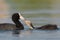 Juvenile coot