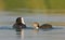 Juvenile coot