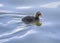 Juvenile Coot Fulica