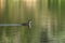 Juvenile coot swimming in a lake at dawn