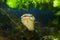 Juvenile cosmpolitan freshwater predator Ñhannel catfish, Ictalurus punctatus, floats in water near sand bottom in biotope aqua