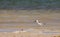 Juvenile Crab-Plover at the beach