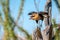 Juvenile Crested Caracara Bird Caracara cheriway Predator