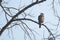 Juvenile Crested or Changeable Hawk Eagle