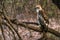 Juvenile Crested Hawk Eagle perched