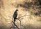 Juvenile Crested Serpent Eagle,Ranthambhore National park,Rajasthan,India