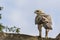 Juvenile Crowned Eagle