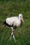 Juvenile cute stork surrounded by grass