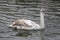 Juvenile cygnet on river