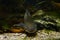 Juvenile dangerous freshwater predator channel catfish, Ictalurus punctatus in cold-water reservoir biotope