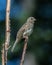 Juvenile Dark-eyed Junco