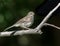 Juvenile Dark-eyed Junco