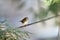 A Juvenile Dark Eyed Junco