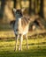 Juvenile deer in the grass from nature reserve