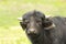 Juvenile domestic black bull portrait