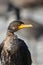 Juvenile Double Crested Cormorant bird