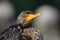 Juvenile Double Crested Cormorant bird