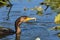 Juvenile Double Crested Cormorant bird with a fish