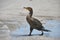 Juvenile double crested cormorant with bright blue eye