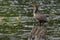Juvenile double-crested cormorant perched on tree stump in water