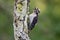 Juvenile downy woodpecker on lichen covered tree trunk with open beak and closed eyes