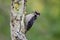 Juvenile Downy Woodpecker perches on the lichen covered trunk of a dead tree in the Pacific Northwest