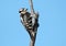 Juvenile Downy Woodpecker perching on branch Quebec