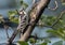 Juvenile Downy Woodpecker perching on branch Quebec