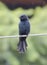 A juvenile drongo