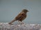 Juvenile dunnock perching on roof