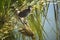 Juvenile Dusky moorhen among green bulrush at lake