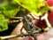 Juvenile Dwarf Chameleon in Mulberry tree