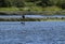 Juvenile eagle attacking a Canada goose