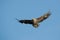 Juvenile Eagle in Flight