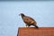 Juvenile Eagle overlooking the river