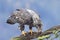 Juvenile eagle scrapes its beak
