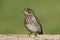 Juvenile Eastern Bluebird