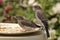 Juvenile Eastern Bluebirds