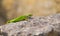 Juvenile Eastern Green Lizard basking