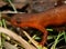 Juvenile Eastern Newt or Red Eft