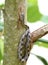 Juvenile Eastern Ratsnake in a tree at Phinizy Swamp, Georgia