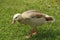 Juvenile Egyptian goose