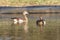 Juvenile Egyptian Goose, Alopochen aegyptiaca, swimming in a dam