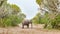 Juvenile elephant in beautiful landscape with succulent trees Queen Elizabeth National Park, Uganda