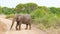 Juvenile elephant in beautiful landscape with succulent trees Queen Elizabeth National Park, Uganda