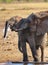 Juvenile elephants drinking at waterhole